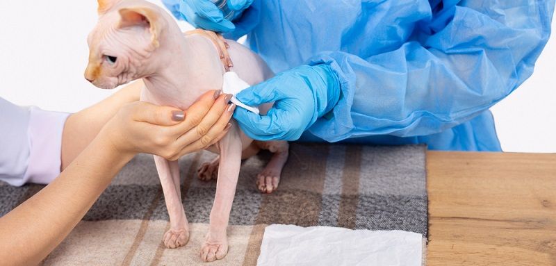 Как ухаживать за сфинксом