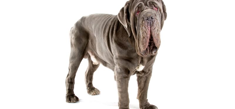 Большая собака в квартире