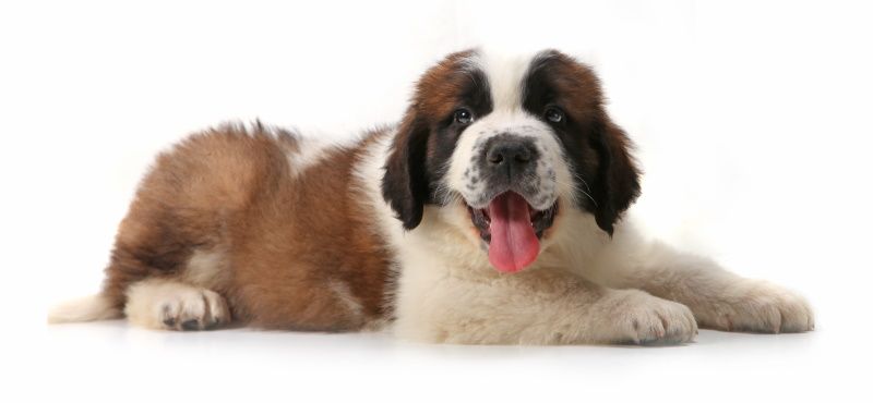 Сенбернар: особенности ухода, характер, содержание