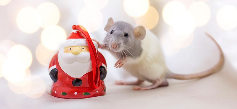 Осторожно, Новый год!