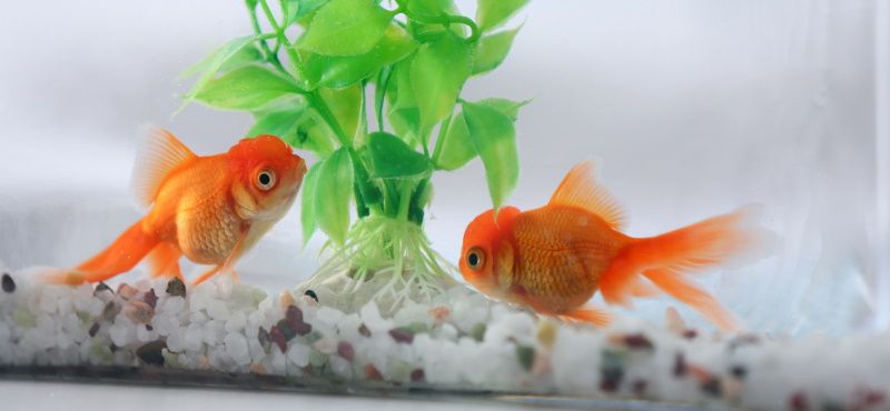 Виды кормов для аквариумных рыбок 