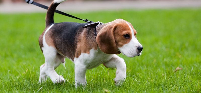 Учимся вместе с котенком и щенком