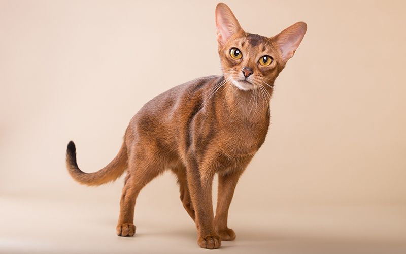 Как бороться с лишним весом у кошек и собак