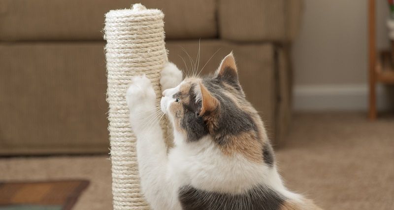 Как приучить кота к когтеточке?