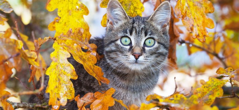 Хондропротекторы для кошек