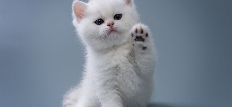 Что делать с котенком с улицы? Что делать с котенком с улицы?