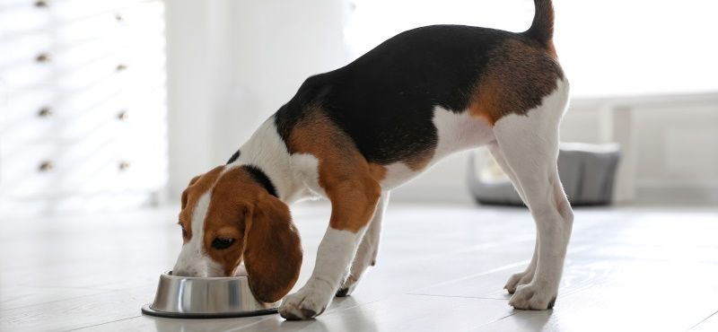 Как подобрать правильную замену внутри лечебных кормов ROYAL CANIN® для собак