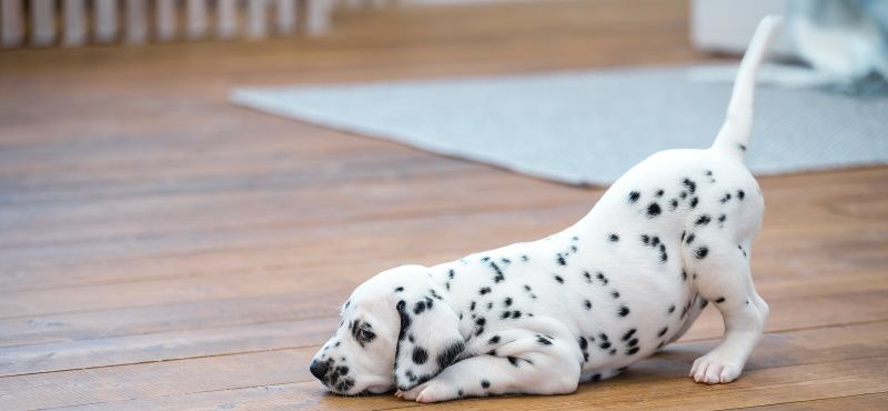 Далматин - порода собак