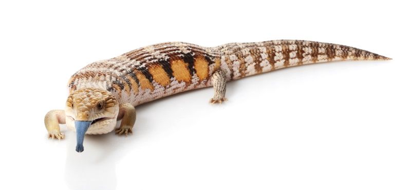 Первая рептилия: какую выбрать