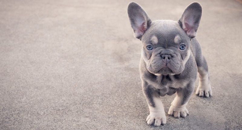 Французский бульдог – порода собак