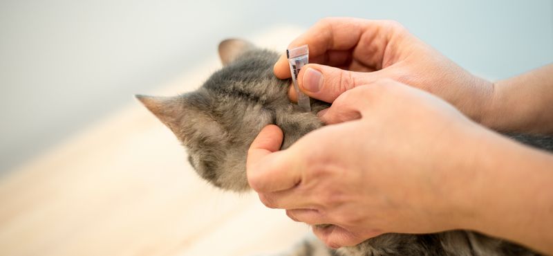 Стронгхолд для котят: инструкция по применению