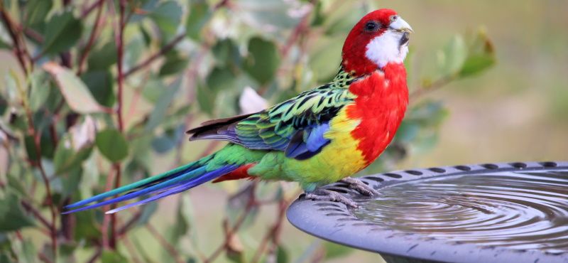 Как купать попугая