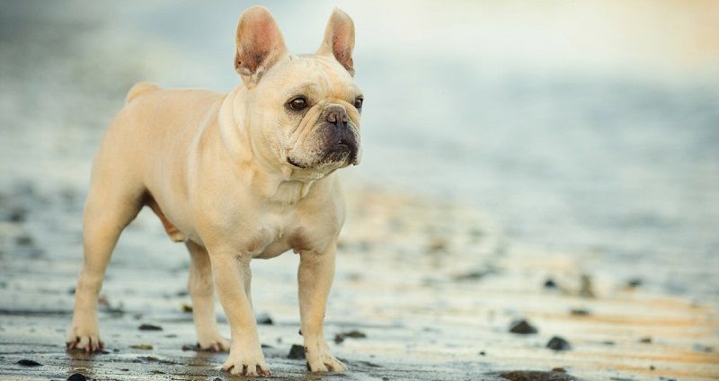 Французский бульдог – порода собак