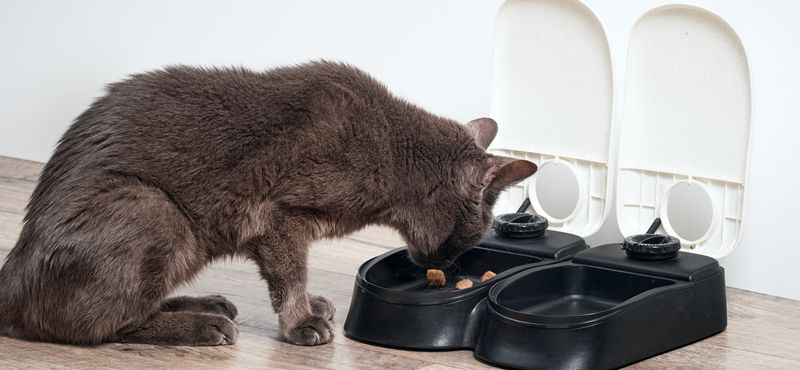 Выбираем лучшую миску для кошки