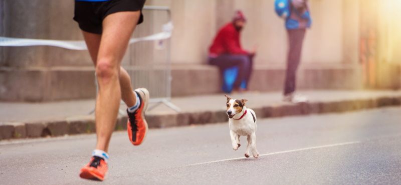 Как правильно бегать с собакой