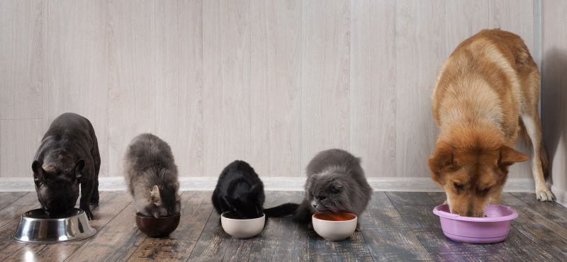 Как правильно читать упаковку корма для собаки или кошки