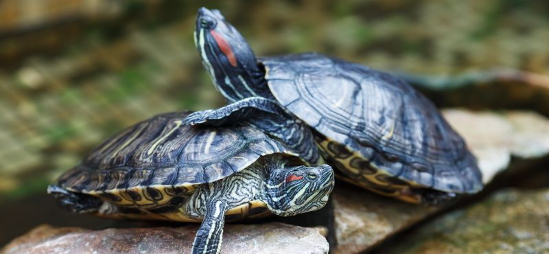 Черепаха красноухая