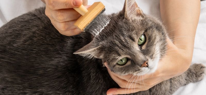 Груминг для кошек