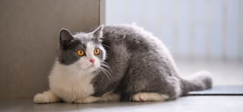 Как отучить кота метить территорию Как отучить кота метить территорию