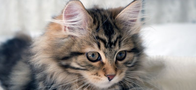 Сибирская кошка: описание, характер, содержание