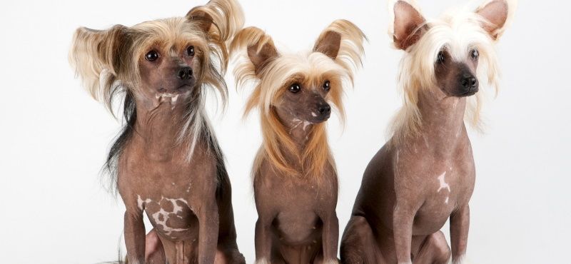 Одежда для китайской хохлатой собаки - что выбрать