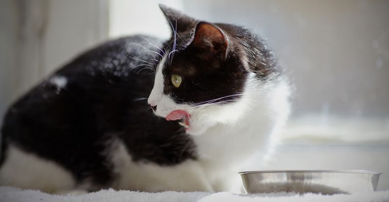 Классы кормов для кошки — что выбрать