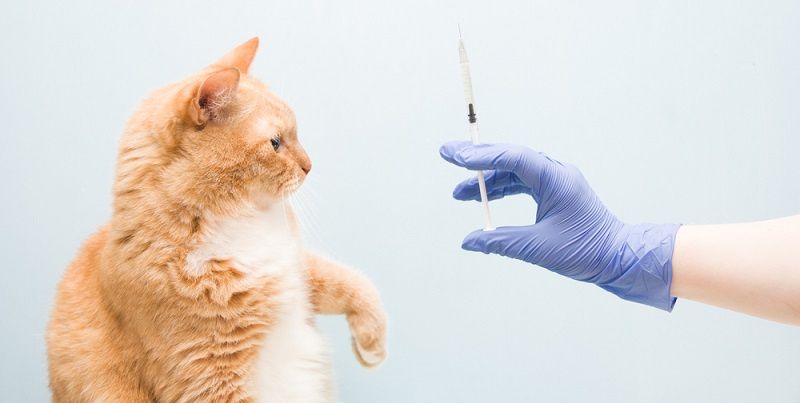 Как лечить кошку в домашних условиях? Как лечить кошку в домашних условиях?