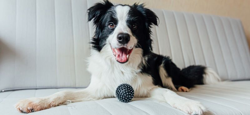 Топ пород собак для квартиры