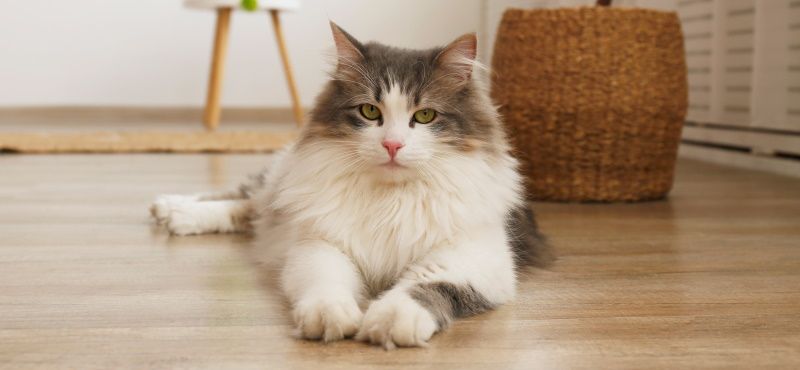 Лучшие породы кошек для детей