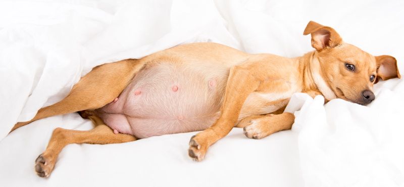 Молоко для собак: советы