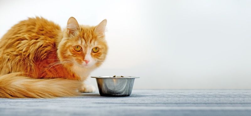 Консервы для кошек Yummy: новинки