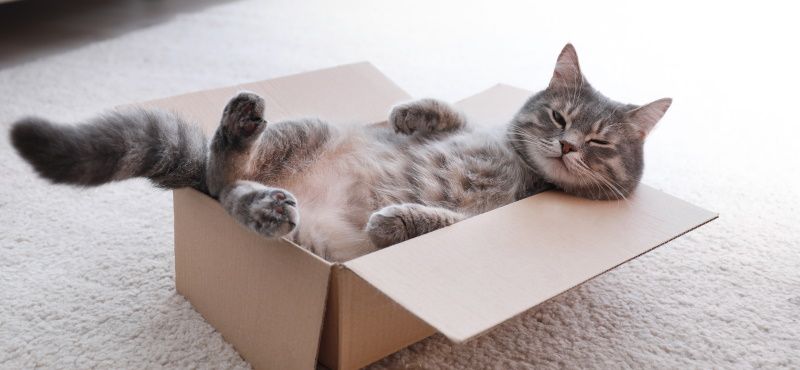 Как приучить кошку быть одной дома Как приучить кошку быть одной дома