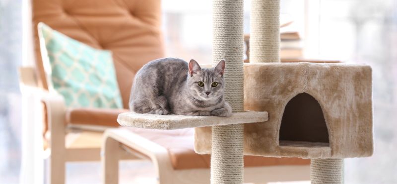 Мебель для кошек: какая бывает и как выбрать?