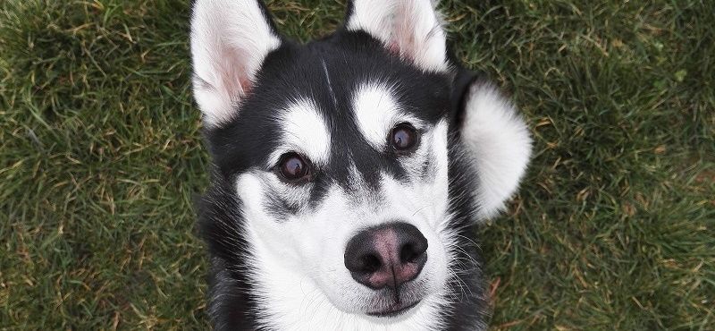 Восточносибирская лайка – порода собак