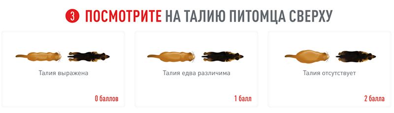 Как бороться с лишним весом у кошек и собак