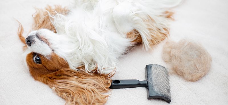 Осенняя линька кошек и собак: что делать