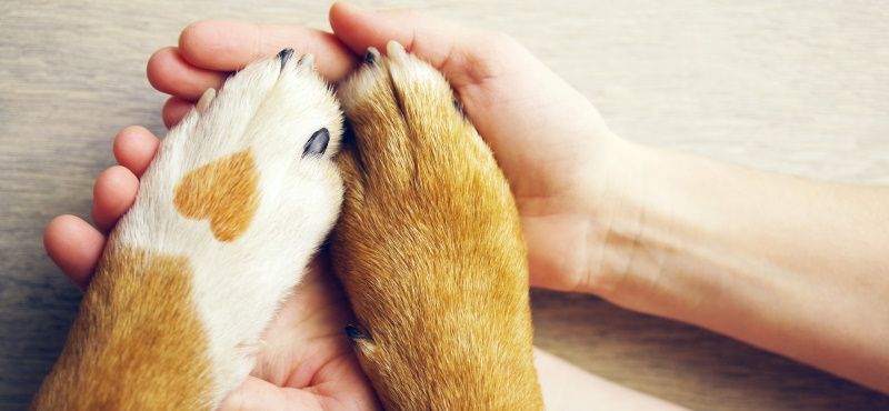 Как взять собаку из приюта: что нужно знать