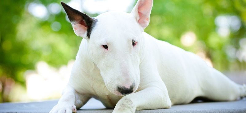 Собаки для детей: обзор пород, которые подойдут ребенку