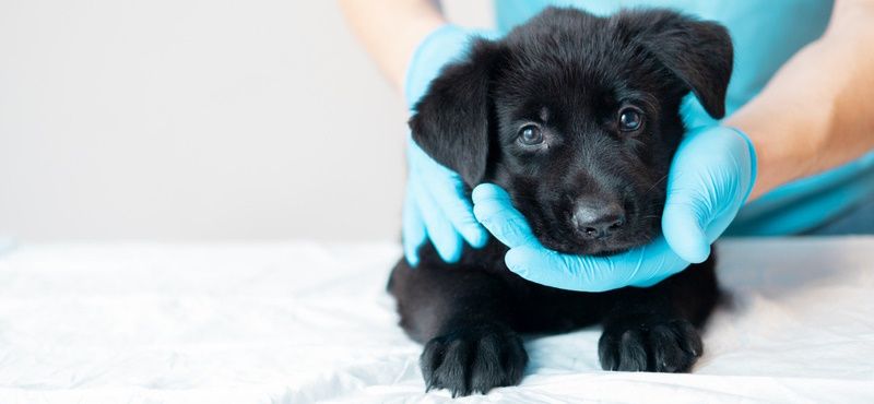 Как правильно обработать щенков от паразитов