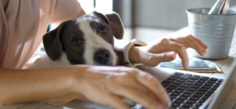 Pet-friendly офис