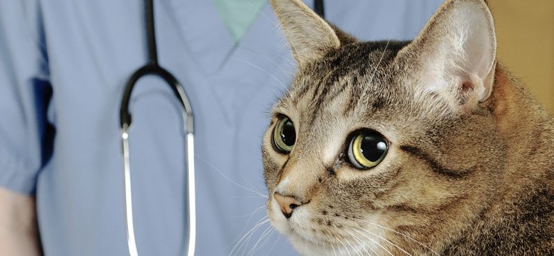 Как выбрать препараты от глистов для кошек?