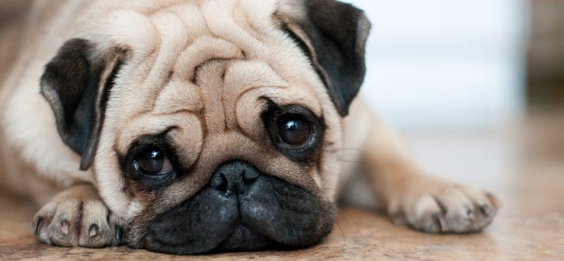 Мопс: особенности породы, характер, содержание