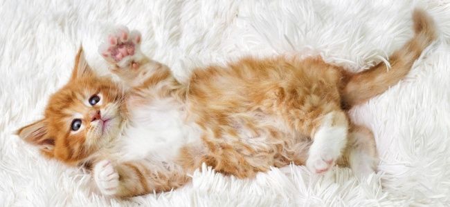 Какая порода кошек подходит Вам по знаку зодиака?