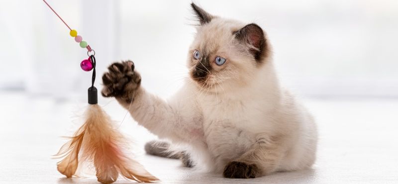 Интерактивные игрушки для кошек: что выбрать