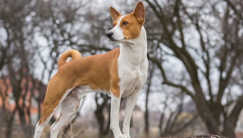 Африканская басенджи - порода собак