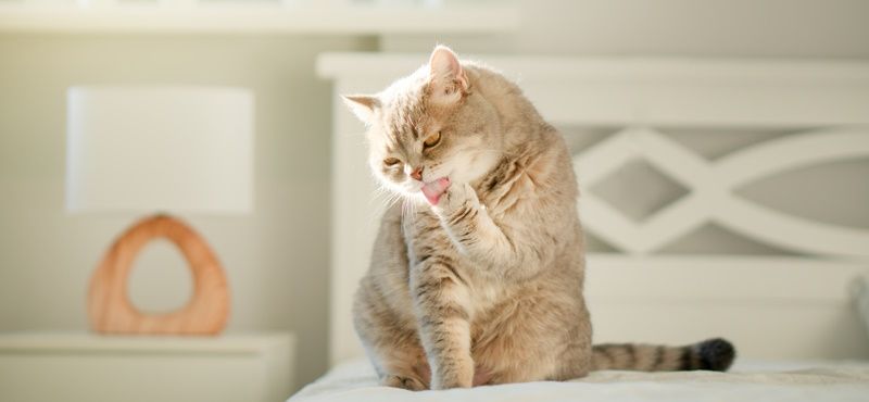 Красота снаружи - проблема внутри