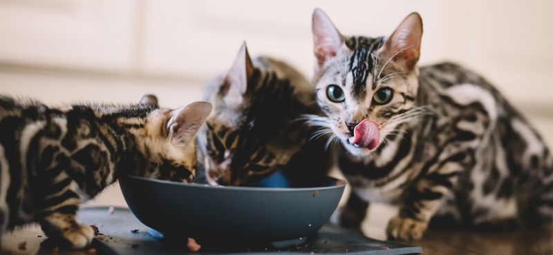 Классы кормов для кошки — что выбрать