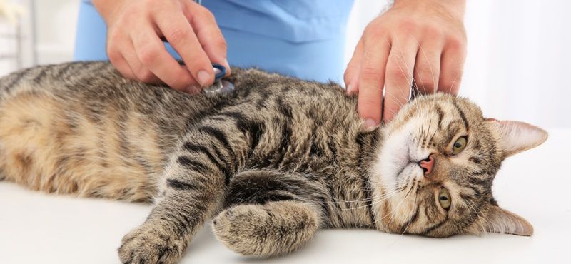 Как выбрать препараты от глистов для кошек?