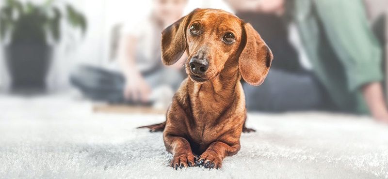 Профилактические визиты к ветеринарному врачу