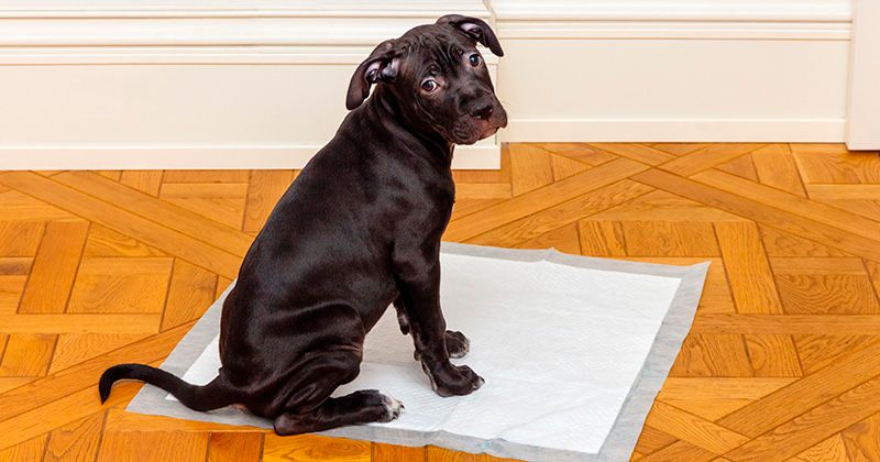 Как научить щенка ходить на пеленку